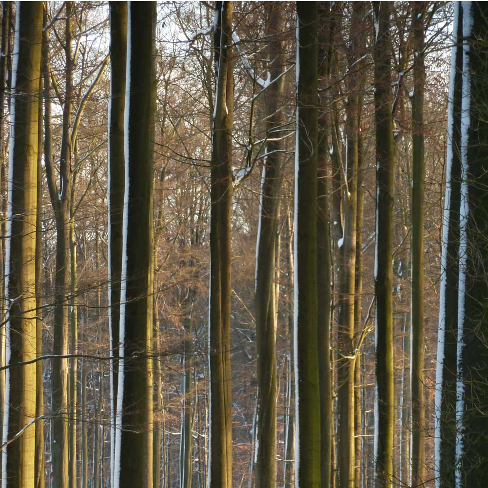 arbres de la forêt avec neige
