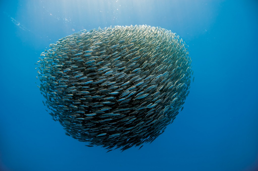 banc de poisson inspiration TORELY