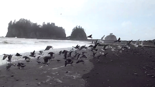 film envol de mouettes