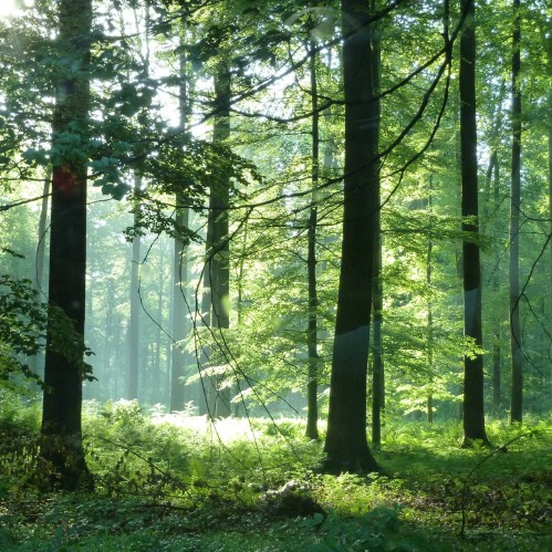 Forêt de Soignes photographié depuis le ring en plein embouteillage