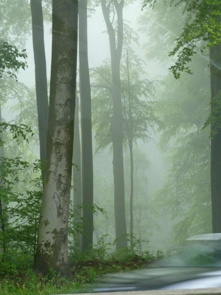 foret de soignes depuis le ring