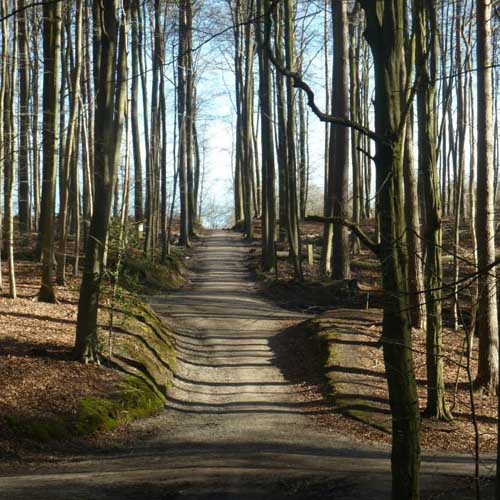 Promenade fin d'hiver avec ombre projetée
