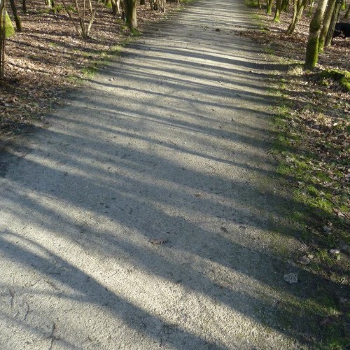 ombres projetés au sol des arbres dans la foret de soignes