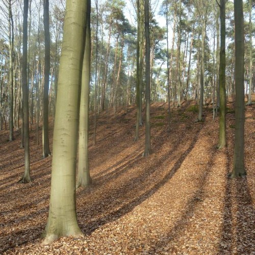 balade dans le bois de hal